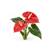 火鶴花