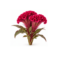雞冠花