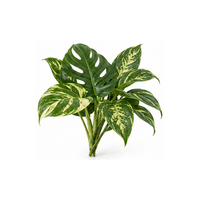 觀葉植物