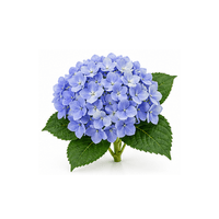 繡球花