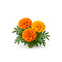 萬壽菊