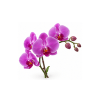 蘭花